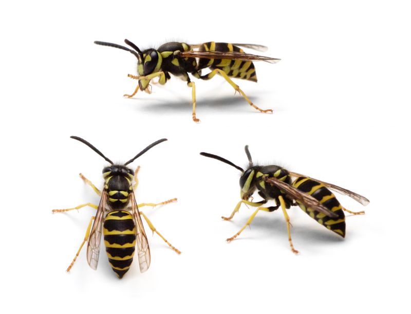 Yellowjacket Extermination