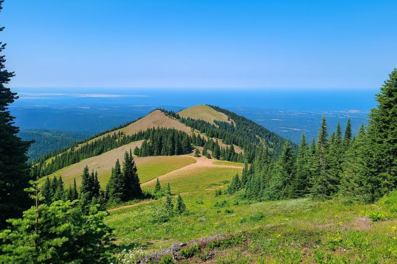 Local Carpet Service in Deer Park, WA