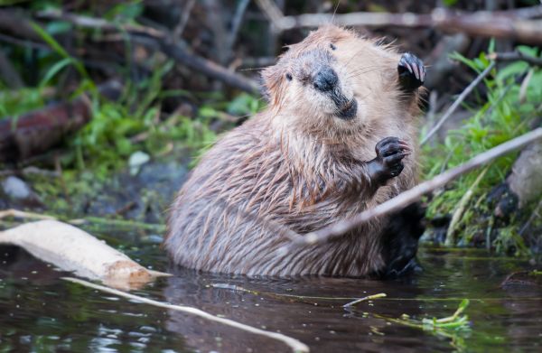 Beaver Control Service