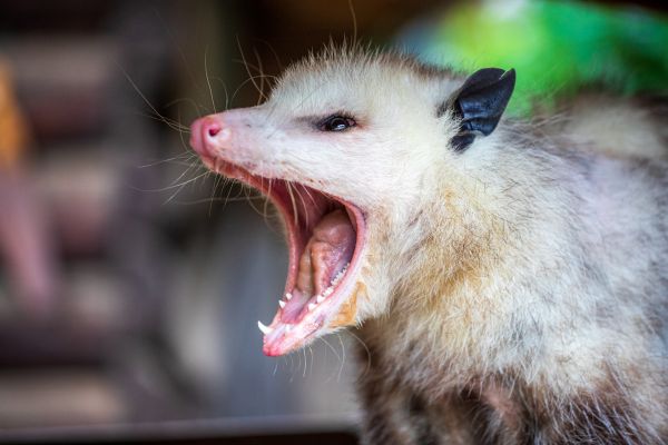 Possum Control