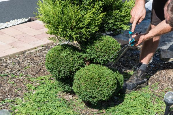 Garden Shrub Removal